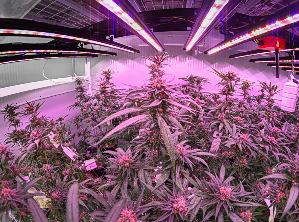 bountiful-farms-winners-of-cultivators-cup-competition-tsrgrow